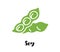 Soybean flat drawing. Soy bean vector. Soya isolated illustration