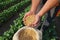 Soybean grain in a hands of successful farmer, in a background green soybean field