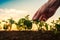 Soybean growth control, male hand touching soy plant