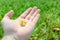 Soybean: Hand holding and showing grains of soy