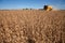 Soybean harvest.