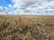 Soybean harvest left behind under blue cloudy sky