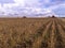 Soybean harvesting