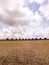 Soybean harvesting