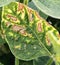 Soybean leaf with damage