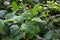 Soybean leaf mosaic disease symptom