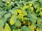 Soybean leaf mosaic disease symptom