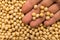 Soybean legume. Person with grains in hand. Macro. Whole food.