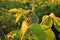 Soybean plant - close up