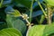 Soybean plant flower and pod.