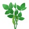 Soybean Plant Green Illustration