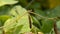 Soybean plant, harvest time in summer