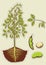 Soybean plant.Vector green illustration isolated f