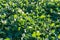 Soybean plantation close-up