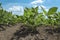 Soybean plants growing in row in cultivated field