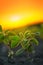 Soybean plants in sunset