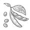 Soybean pod close and open with leaves and seeds. Vector black vintage engraving