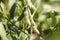 Soybean pods with selective focus on green soybean field.