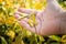 Soybean pods on soybean plantation, on farmer open palm hand background, close up.