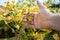 Soybean pods on soybean plantation, on farmer open palm hand background, close up.