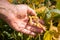 Soybean pods on soybean plantation, on farmer open palm hand background, close up