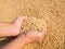 Soybean seed harvest in hand