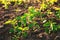 soybean sprouts grow on the field. Selective focus.