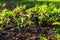 soybean sprouts grow on the field. Selective focus.