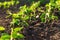 soybean sprouts grow on the field. Selective focus.