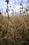 Soybean Stalk with Pods in a Field Under Blue Sky