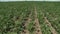 Soybeans blowing in the wind on a summer day