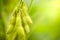 Soybeans pods on the tree and green nature background.