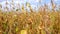 Soybeans Ready For Harvest against the blue sky.