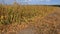 Soybeans Ready For Harvest against the sky.