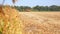 Soybeans Ready For Harvest. Harvester machine to harvest soybean field working.