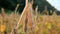 Soybeans Ready For Harvest, Soy Bean.