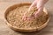 Soybeans seed holding by hand on bamboo tray