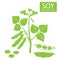 Soybeans silhouette. Vector illustrations set on a white background. Soybeans protein.