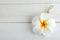 Spa aromatherapy soap with Plumeria flower shape