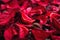 Spa background of dried petals of red roses
