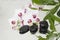 Spa Background - orchids black stones and bamboo on water