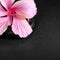 Spa background of pink hibiscus flower on zen basalt stone with