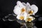 Spa concept of beautiful white with yellow orchid (phalaenopsis) and zen stones with drops and reflection on water