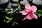 Spa concept of blooming pink hibiscus, green tendril