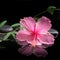 Spa concept of blooming pink hibiscus and green tendril