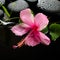 Spa concept of blooming pink hibiscus, passionflower