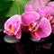spa concept of blooming twig stripped violet orchid (phalaenopsis ), zen stones with drop on the big green leaf with reflection o