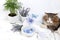 Spa concept, wellness composition with aromatic water, lavender, archidea flowers and a sleeping cat on a towel, aromatherapy and