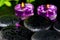 Spa concept of zen basalt stones with bead, drops, lilac candles