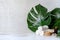 Spa and massage treatments on white, marble background monstera leaves.